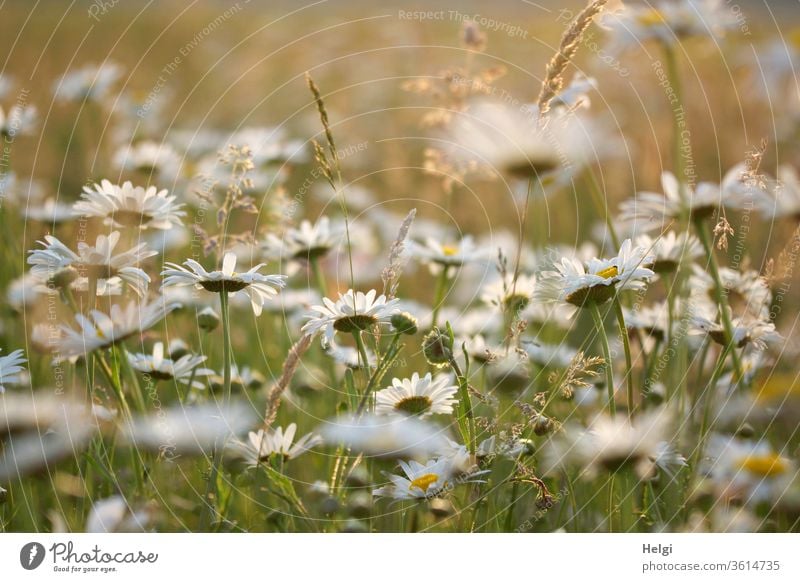 Close-up of a margarite meadow in the evening sun Margarites Margarite Meadow flowers bleed Flower meadow Evening sun Sunlight Back-light blade of grass buds