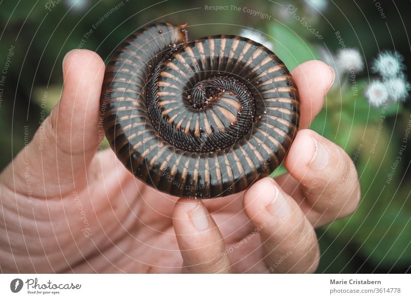 Holding a Asian giant millipede or Thyropygus spirobolinae sp, showing concept of kindness, harmony with nature and environmentalism Conceptual