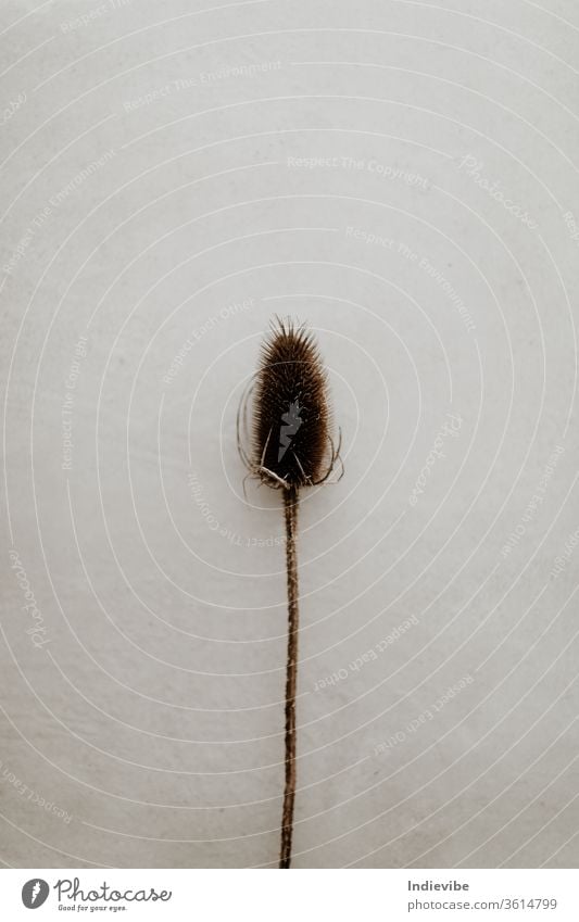 Single dried wild flower on grey background decoration white flowers spring nature plant isolated beauty floral beautiful home interior creative dry shadows