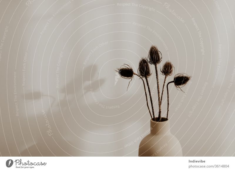 Bunch of wild dried flower in beige vase in a room with white wall decoration flowers spring bouquet nature plant isolated beauty floral beautiful home interior