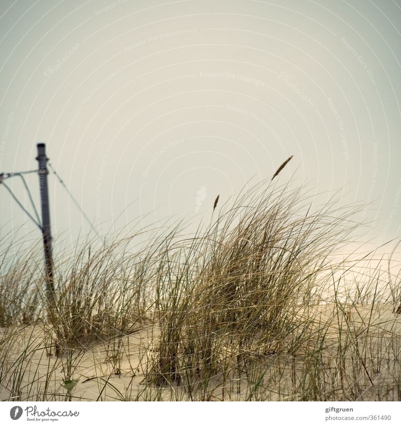 Green electricity Environment Nature Landscape Elements Sand Plant Grass Foliage plant Coast Beach Dark Electricity Electricity pylon Dune Marram grass