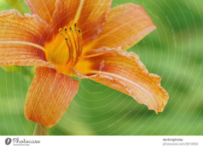 Daylilies (Hemerocallis), Hemerocallis hybrids in full bloom lily orange bleed macro detail Orange summery Close-up Garden filament Pollen Healing Plant floral