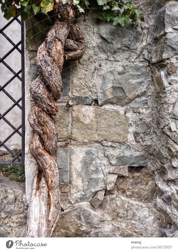 Old masonry with lattice and two ivy trunks entwined around each other Wall (barrier) Grating Stone wall stones Headstrong turning spirally Historic