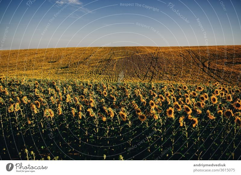 Beautiful sunflowers in the field natural background, Sunflower blooming. yellow blossom landscape nature plant agriculture beautiful crop meadow oil petals