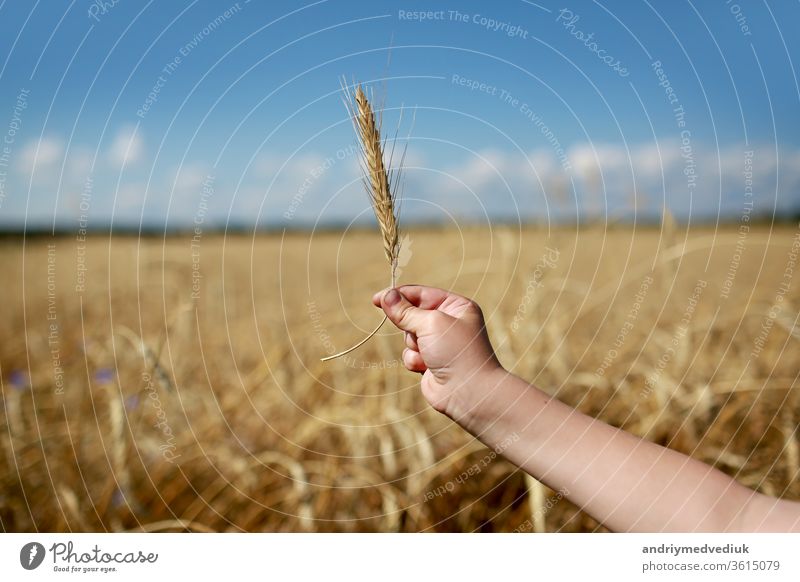 Children's hand holds a spikelet of wheat on the field, in the countryside. Agriculture. Rich harvest. Horizontal photo. background with wheat field and sky. selective focus