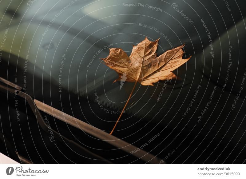 autumn leaf on a car windshield. yellow maple leaf on glass blades city abstract close closeup clouds concept copyspace drops fall macro nature october one