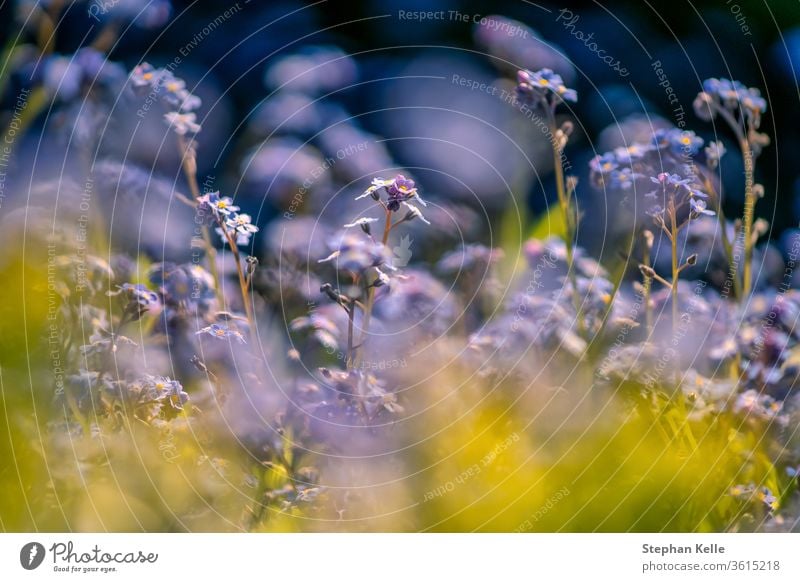 Flower power bokeh photo of myosotis plants, flora with blue and yellow plants in front of a blurry background at springtime. floral defocused nature flower