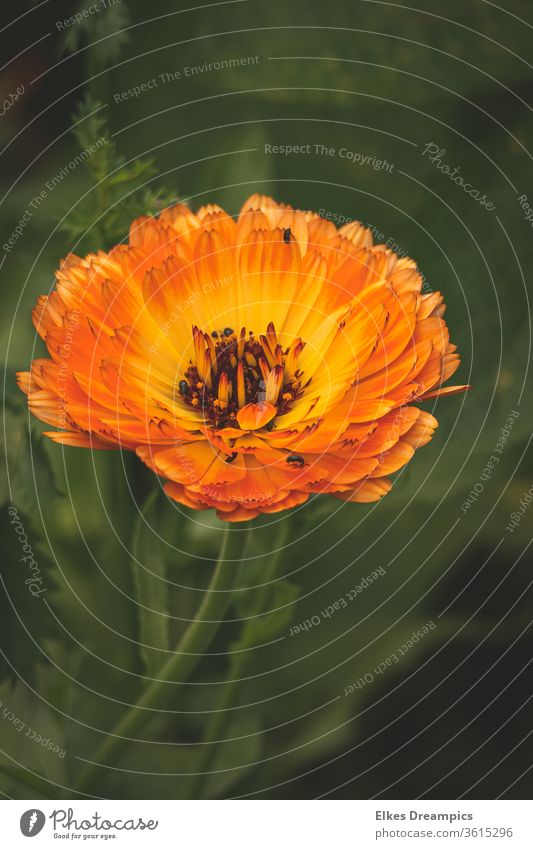 marigold bee bed Marigold flowers Orange Nature