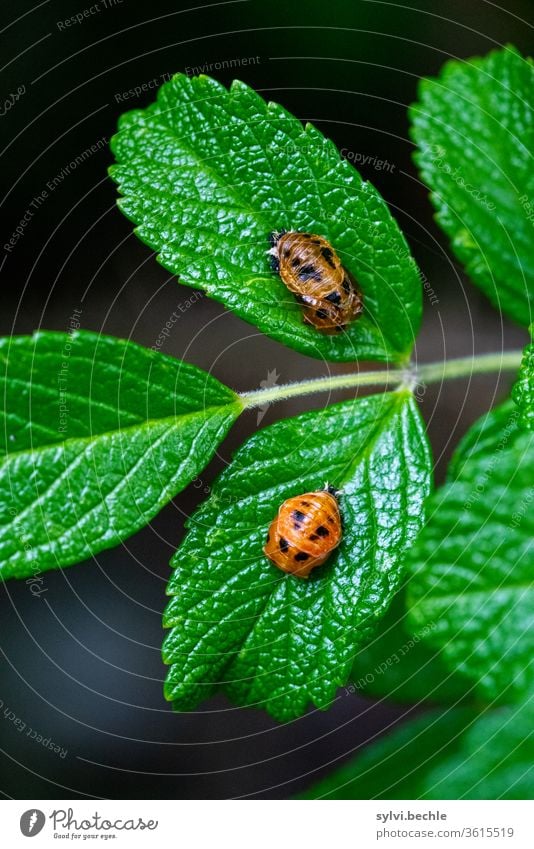 Ladybird larvae, metamorphosis, pupae, pupation Metamorphosis Asian ladybird Larva ladybird larva ladybird species flaked green Black Orange beneficial Useful