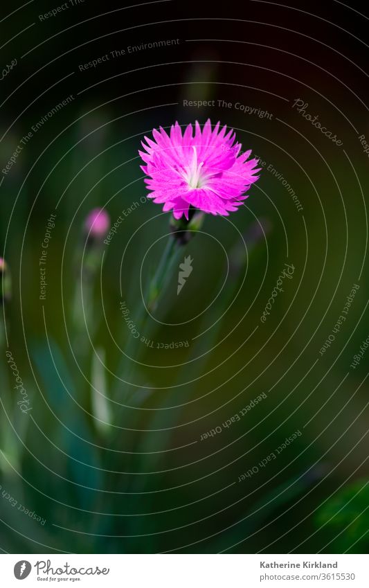 Pink Dianthus Flower pink dianthus green flower Color colorful colour Summer Spring springtime Season Seasonal Floral Plant Garden Gardening closeup macro Bloom