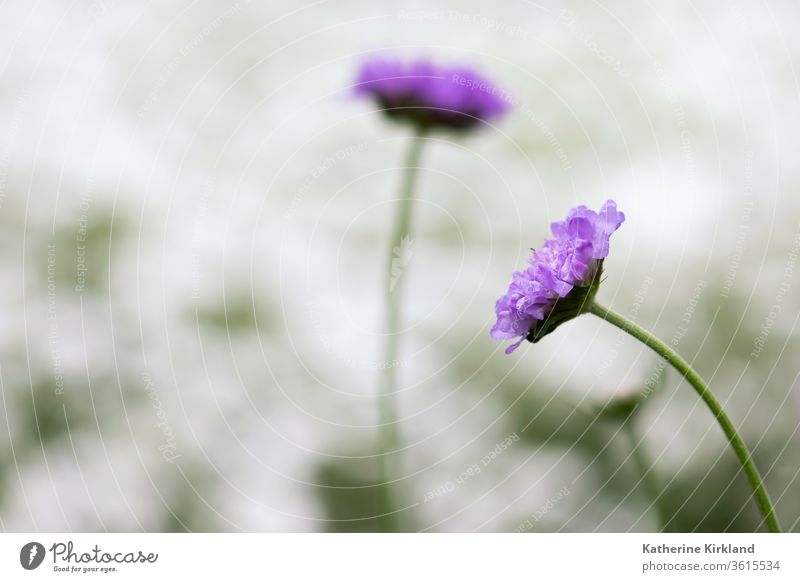 Purple Pincushion Flower Head purple pincushion Flora Floral Spring springtime Summer Season Seasonal Natural Nature Garden Gardening botanic botanical Plant