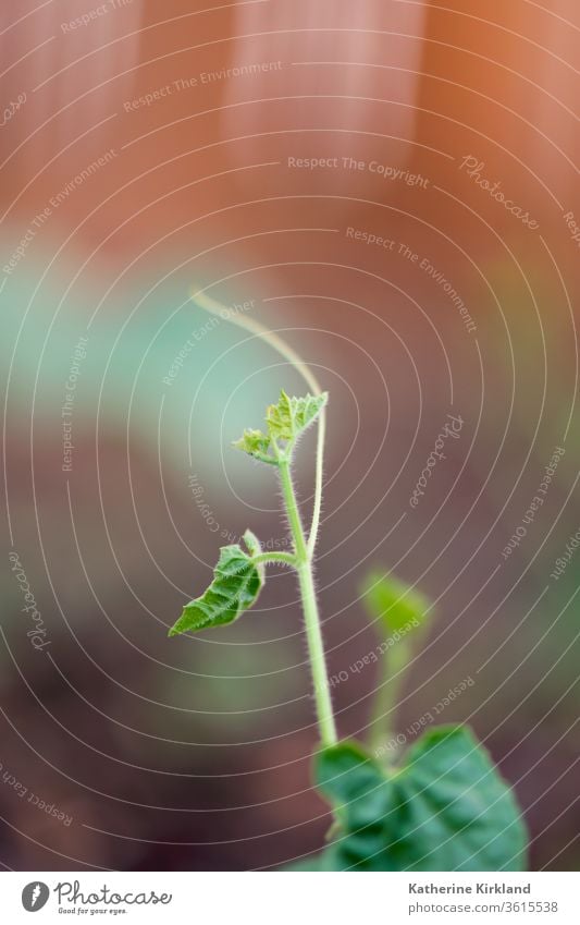 Young Cucumber Vine Green leaves leaf cucumber vine brown seedling sprout new life young baby closeup Veggie Vegetarian Vegetable vegan Garden Gardening plant