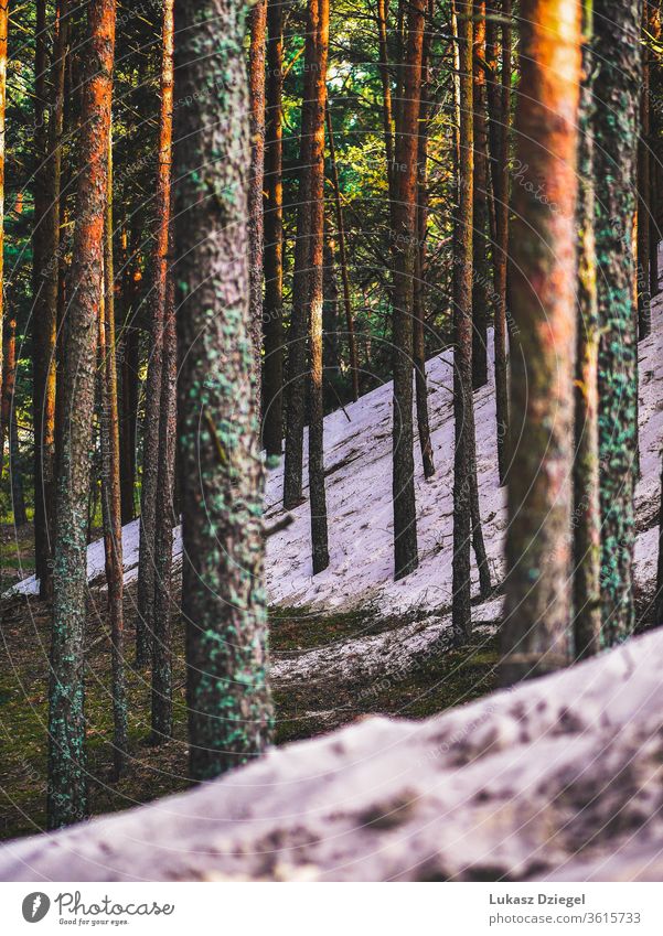 Trees in the forest covered with sand from the coastal dune tree aesthetic untouched natural beauty sandy beaches sand dunes coastal landscape weathered wood