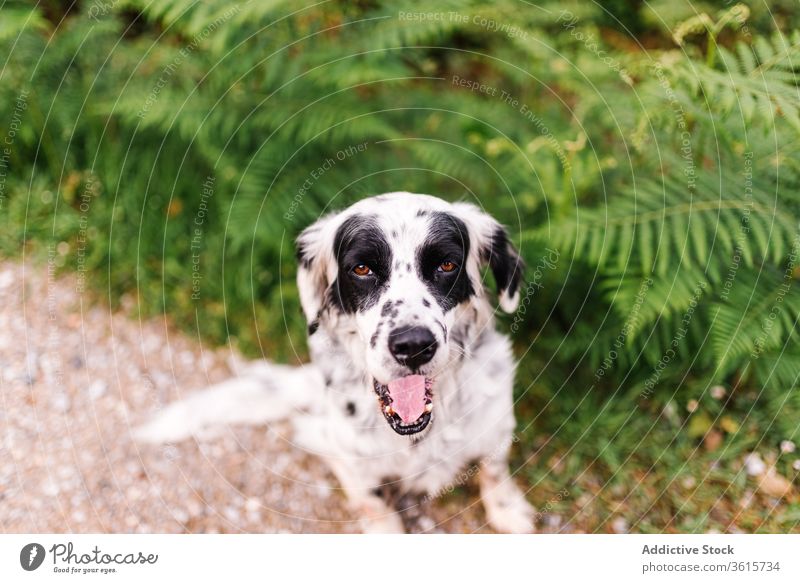 Cute English Setter in countryside dog english setter animal domestic cute rural road adorable canine asturias spain nature pet mammal relax sit obedient loyal