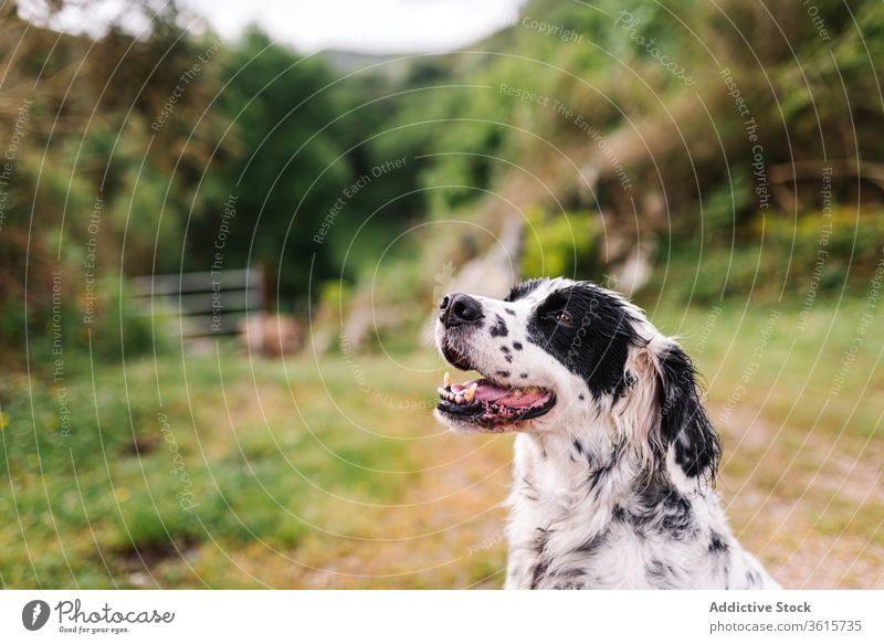 Cute English Setter in countryside dog english setter animal domestic cute rural road adorable canine asturias spain nature pet mammal relax sit obedient loyal