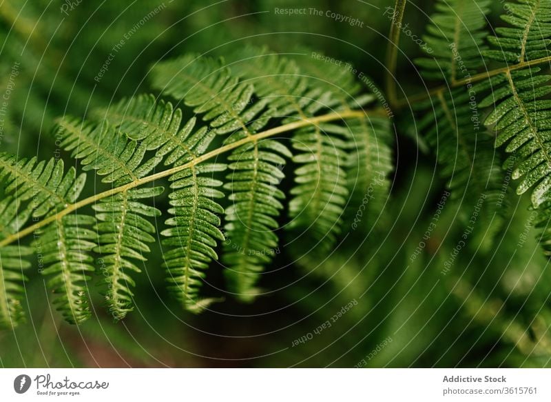 Various plants in forest vegetate idyllic flora peaceful nature spain green outdoors asturias botany tranquil ecology natural greenery calm organic tree