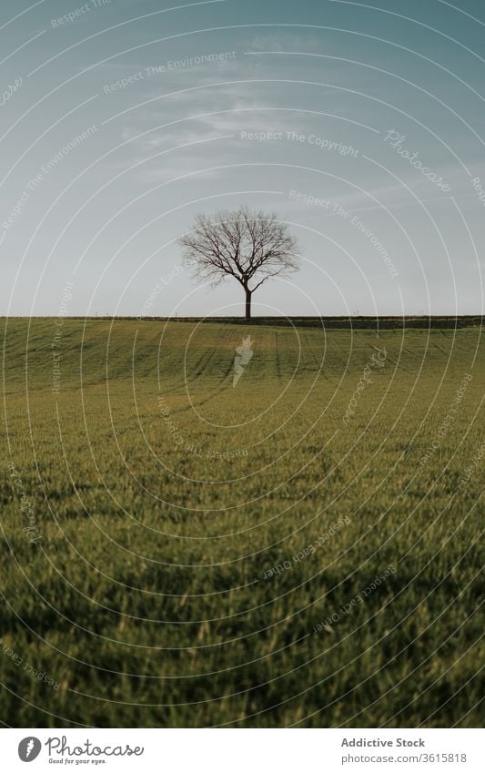 Green field with lonely tree in summer dry scenery amazing lush nature landscape agriculture tranquil meadow peaceful harmony calm grass environment blue sky