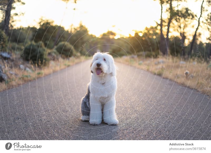 Cute fluffy dog on road old english sheepdog animal sunset creature asphalt majestic nature roadway evening sit cute calm adorable fuzz fur tranquil twilight