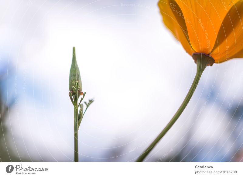 It's that time again; Monday with poppy seed fade blossom Beautiful weather Environment Summer Yellow Green Nature Poppy blossom Blossom Flower Plant flora