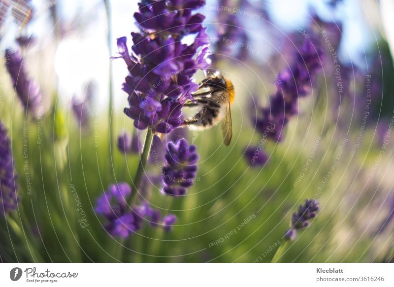 Wild bee collects honey and pollen from lavender flowers Bee Honey, Nectar Summer Macro (Extreme close-up) Flying Pollen Exterior shot Animal Wild animal