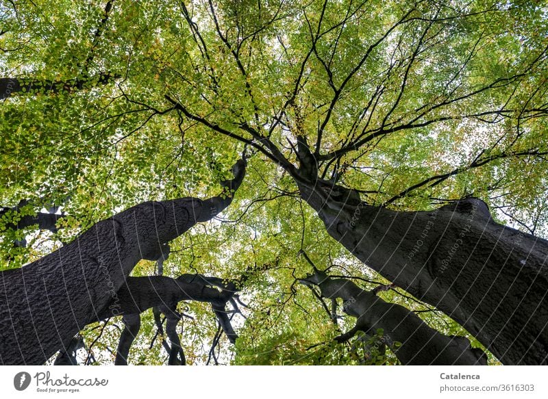 Under the green leaf canopy of an old, tall beech tree it is pleasantly fresh flora Plant beeches Forest branches leaves Beech leaf Tall Old flaked