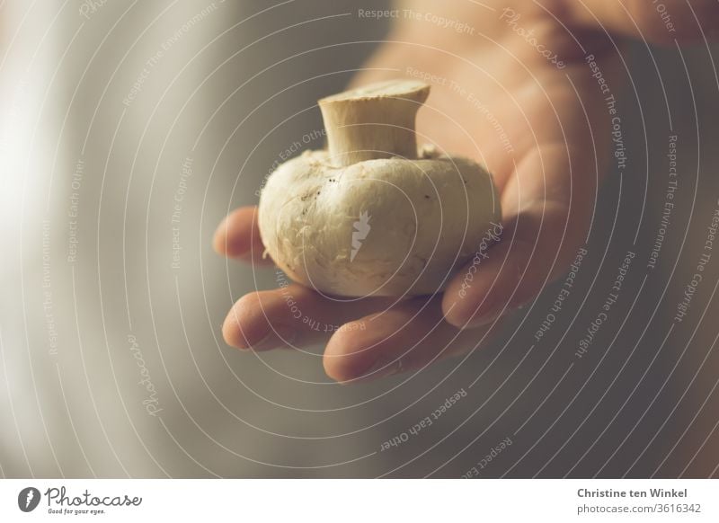 Mushroom on a man's hand is held up to the viewer edible mushroom Hand Men`s hand Indicate Offer Shallow depth of field Subdued colour Food Fresh Delicious