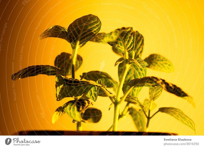 The game of sunset sun and shadow of house plants on the yellow wall home gardening flower pot play light Fittonia Hypoestes succulents cactus stay home care