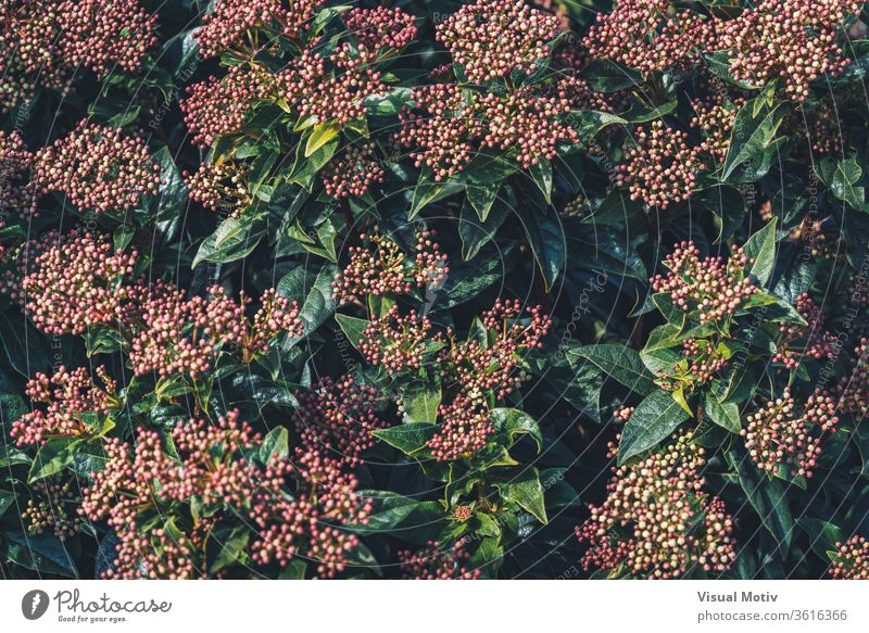 Flower buds and evergreen leaves of a Viburnum tinus shrub flowers botanic botanical botany flora floral flowery garden organic natural nature park plants