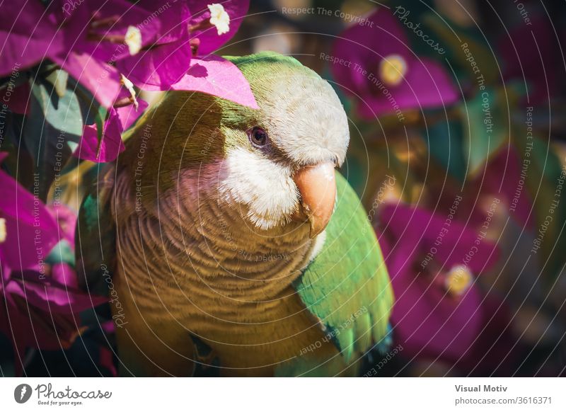 Monk parakeet looking at the camera among bougainvillea flowers green animal charming lifestyle small cute intelligent parrot natural bird beautiful friendly