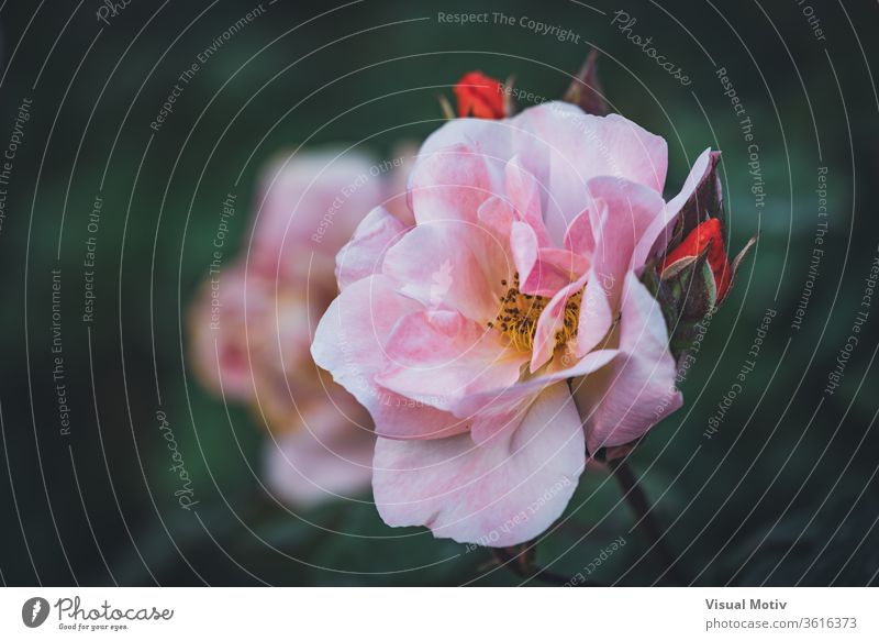 Close-up of a pale pink rose in bloom with new buds flower garden growth petal delicate beauty spring plant green fresh blossom flora nature botany season park