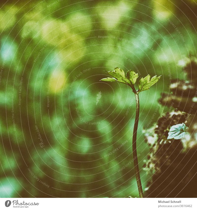 Small plant in the forest Plant Nature green Close-up Exterior shot Detail flaked Shallow depth of field Colour photo Deserted