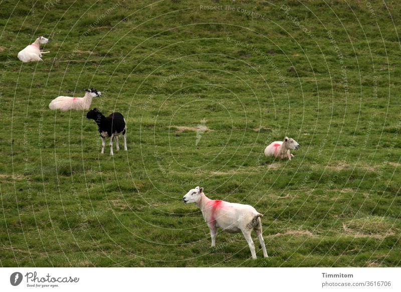 Sheep somehow arranged on the meadow sheep Meadow 5 Colour mark Group of animals Nature Deserted Willow tree Yorkshire Wait Black sheep