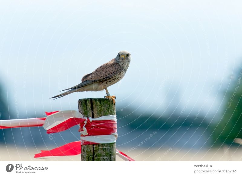 falcon Far-off places birds Freedom vigilantly eye contact spring Sky Horizon Deserted bird of prey Skyline Summer Tempelhof tempelhofer freedom Copy Space hazy