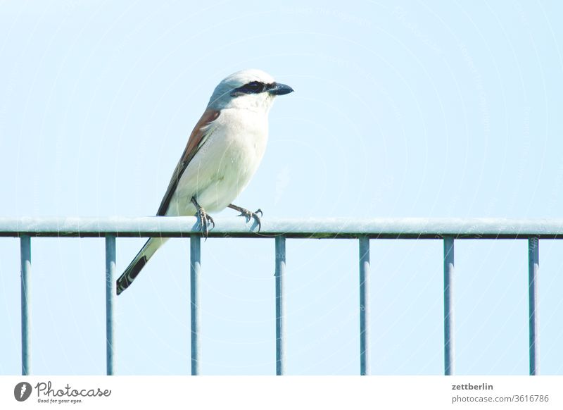 Red-backed shrike hoimmel lanius collurio red-backed shrike songbird Sit birds strangler Sky clear Summer Sun Weather