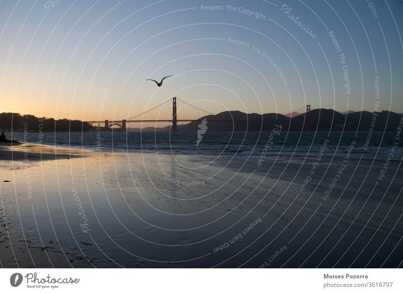 Seagull flying towards the Golden Gate Bridge during sunset in San Francisco Sunrise Twilight Dawn Exterior shot Colour photo Water USA touristic Tourist Sunset