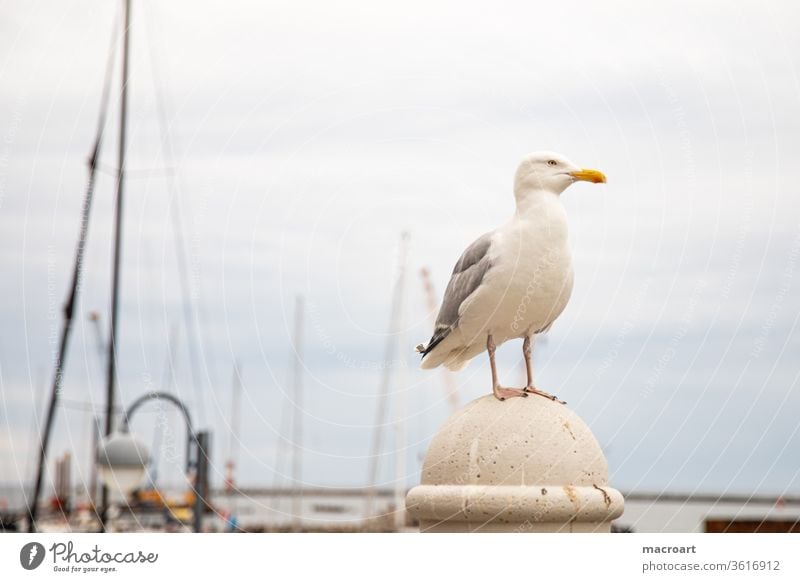 Seagull at the harbour Sandy beach beach chairs Lake Baltic Sea vacation Closed Relaxation Blue Wide angle Clouds Summer cloudy Weather summer maritime