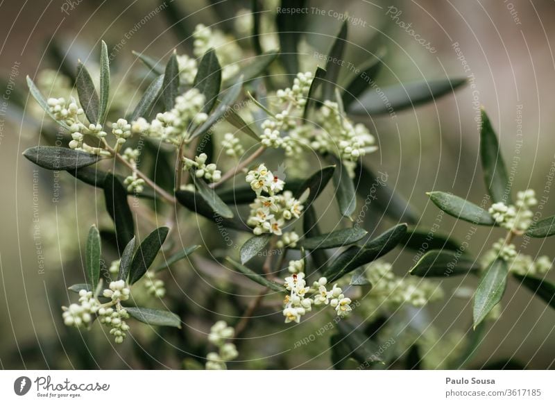 Olive tree flowering Olive grove Olive leaf Mediterranean Mediterranean diet Nature Exterior shot Deserted Colour photo Tree Day Olive harvest Green Environment