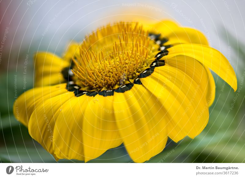 Gazania flowerhead from South Africa rigens cultivar daisy-like composite yellow orange drought-tolerant Asteraceae Compositae groundcover.