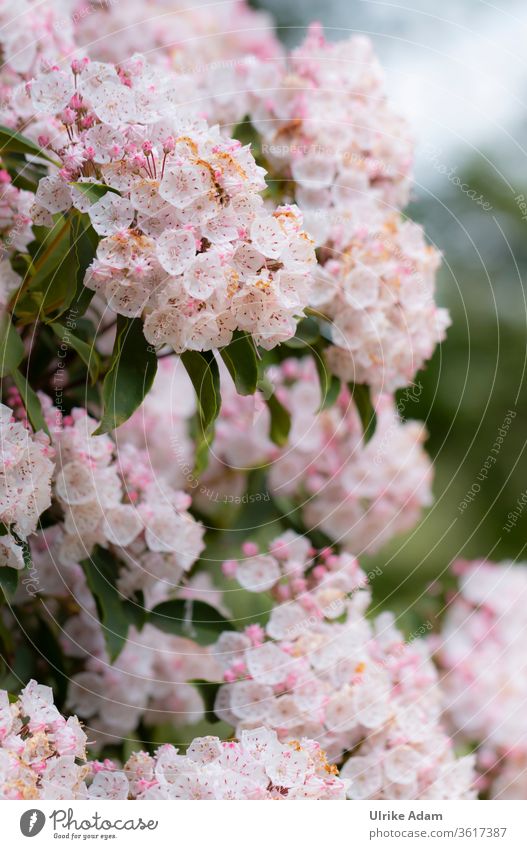 Flowers of the broad-leaved bay laurel rose (Kalmia latifolia) latifolian squid Broadleaf Bay Rose bleed flowers Summer Many Pink Delicate Garden Exceptional