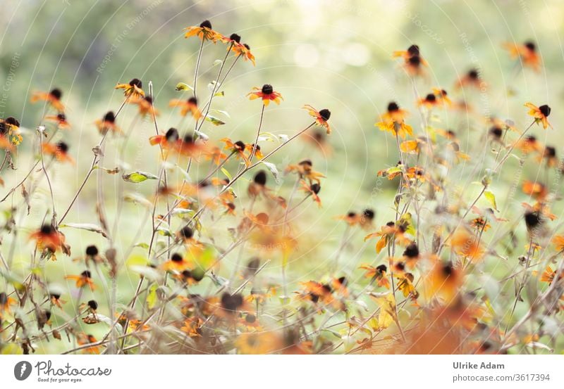 Summer garden - flowers of the coneflower (Echinacea) in sunlight echinacea Rudbeckia Sunlight Garden sea of blossoms flooded with light bleed blossoming Many