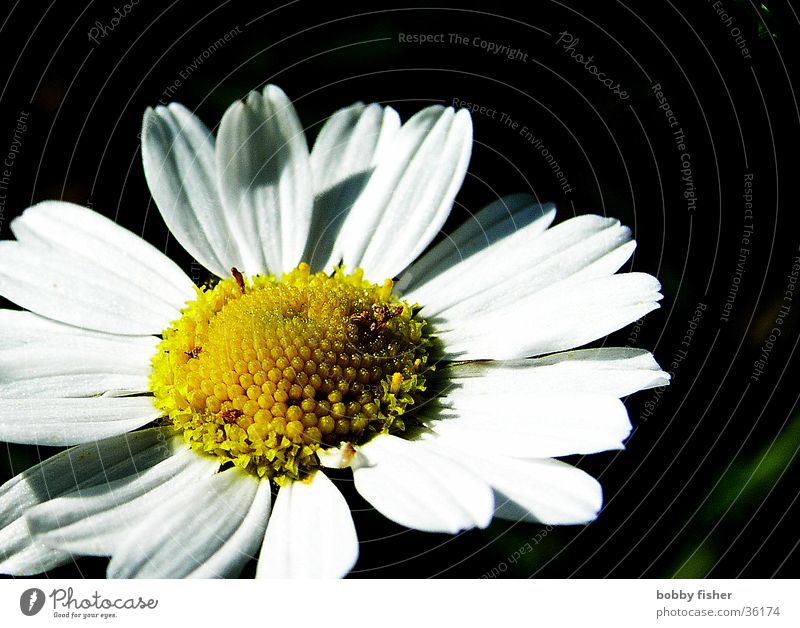 goose plumage Flower Daisy White Yellow