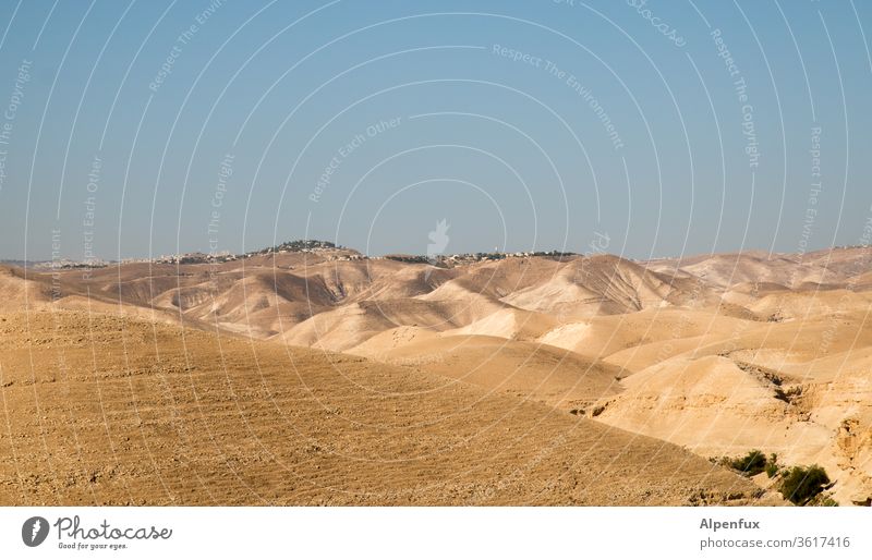 Comb the desert! Desert Palestine Exterior shot Landscape Sand Day Colour photo Deserted Environment Vacation & Travel dune Beautiful weather Light Drought