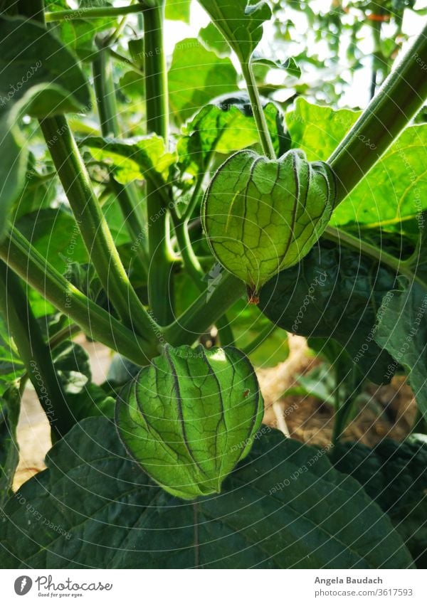 grow your own organic vegetables: Physalis Garden Vegetable garden vegetable gardening Vegetarian diet pumpkins Physalis alkekengi Organic produce Food Fresh