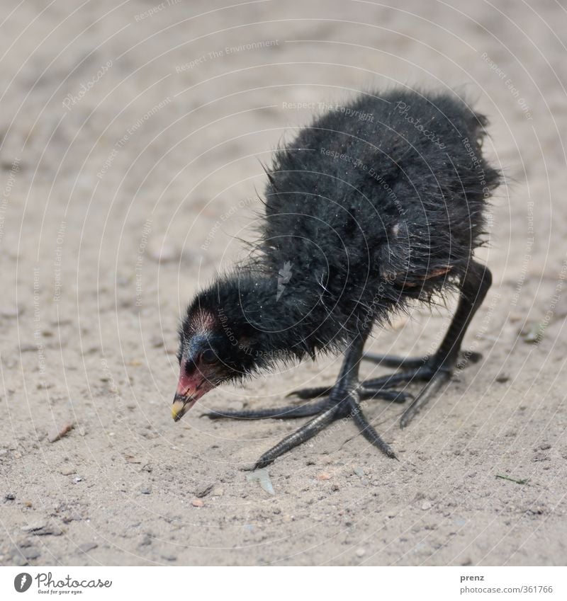 Searching Environment Nature Animal Wild animal Bird 1 Gray Black Coot Chick Colour photo Exterior shot Close-up Deserted Copy Space left Copy Space top Day