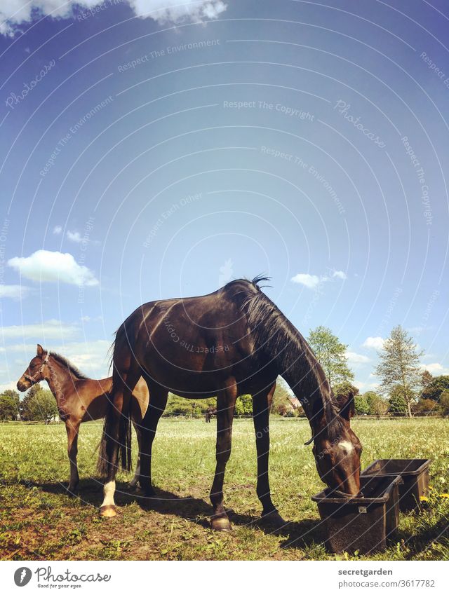 There's a cowboy coming in from the barber shop. What did he say? Horse Foal Meadow Drinking Mother Sweet good weather Sky paddock Country life Trough