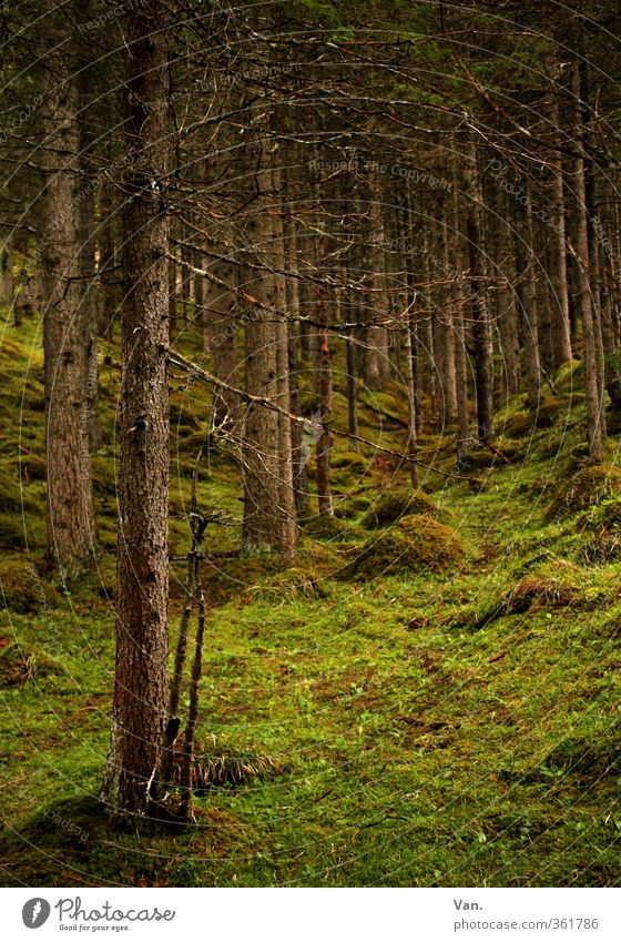 fairytale forest Nature Spring Plant Tree Grass Moss Spruce Coniferous trees Tree trunk Clearing Forest Green Calm Colour photo Multicoloured Exterior shot