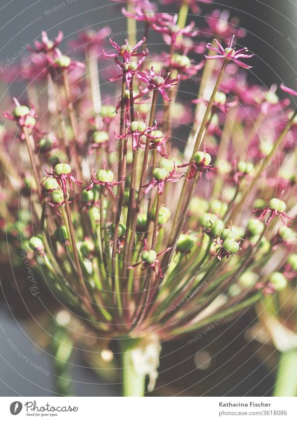 Allium giganteum allium Colour photo Nature Violet Green Day Close-up Flower Garden Macro (Extreme close-up) Summer Beautiful Detail Pink Esthetic Decoration