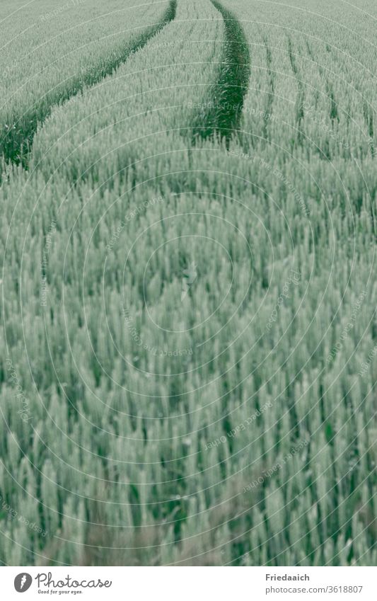 Cornfield with traces Nature Exterior shot Grain field Agriculture green Agricultural crop Summer Environment Nutrition Unicoloured Deserted Field