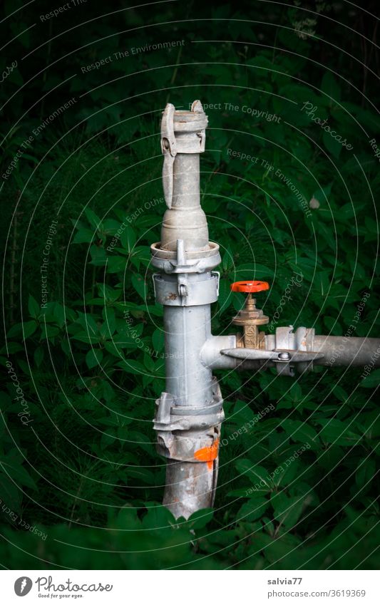 Water supply pipes in the forest reeds Transmission lines Forest Water pipes water pipe Stopcock Pipe Coupling Junction Metal pipes Exterior shot Deserted