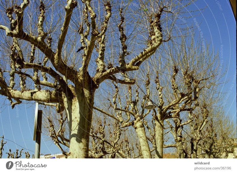 plane trees in April Southern France vence